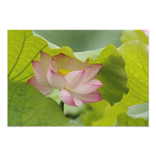 Impression Photo Fleur de Lotus, Nelumbo nucifera, Chine (Devant)