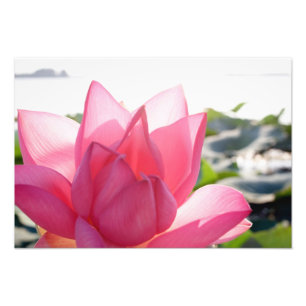 Impression Photo fleur de lotus [Nelumbo speciosum] en pleine