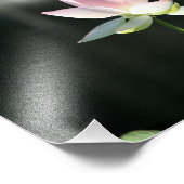 Impression Photo Fleur de Lotus rose et blanc (Coin)