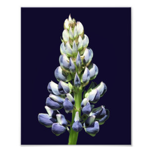 Impression Photo Fleur de lupine violette sauvage unique 8x10