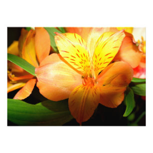 Impression Photo Fleur de lys de couleur vive