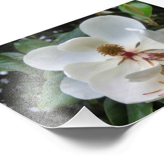 Impression Photo Fleur de Magnolia blanche (Coin)