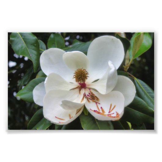 Impression Photo Fleur de Magnolia blanche (Devant)