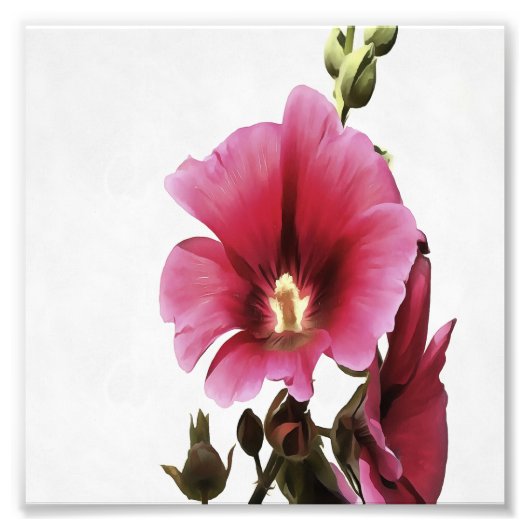 Impression Photo Fleur de Malva rose paradisiaque (Devant)