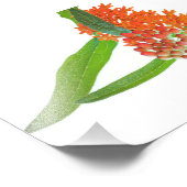 Impression Photo Fleur de Milkweed papillon blanc (Coin)