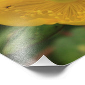 Impression Photo Fleur de millepertuis St John's (Coin)