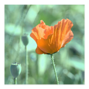 Impression Photo Fleur de pavot dans la nuit d'été