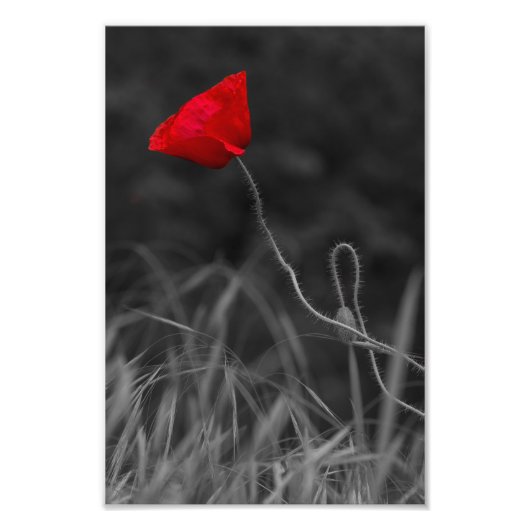 Impression photo fleur de pavot rouge (Devant)