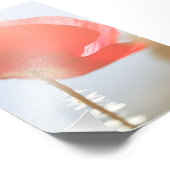 Impression Photo Fleur de pavot rouge dans la fosse (Coin)
