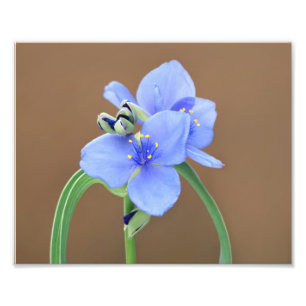 Impression Photo Fleur de Pétrole