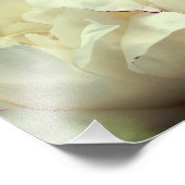 Impression Photo Fleur de pivoine blanche en fleur gros 8x8 (Coin)
