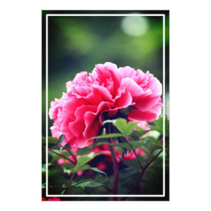 Impression Photo Fleur de pivoine rose dans le jardin-33333