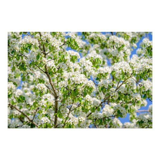 Impression Photo Fleur de pomme de crabe (Devant)