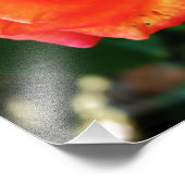 Impression Photo Fleur de rose orange (Coin)