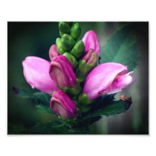 Impression Photo Fleur de Tortue Rose en Gros Plan 8x10