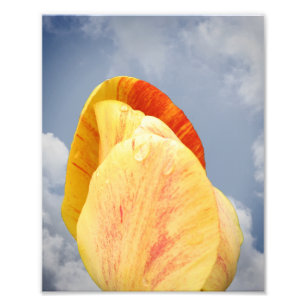 Impression Photo Fleur de tulipe jaune sur Ciel bleu 8x10