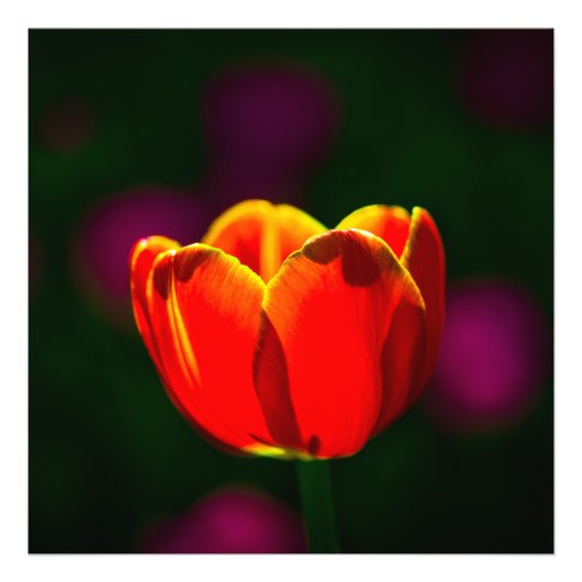Impression Photo Fleur de tulipe rouge (Devant)