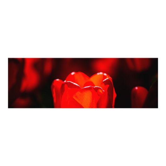 Impression Photo Fleur de tulipe rouge - Feu (Devant)