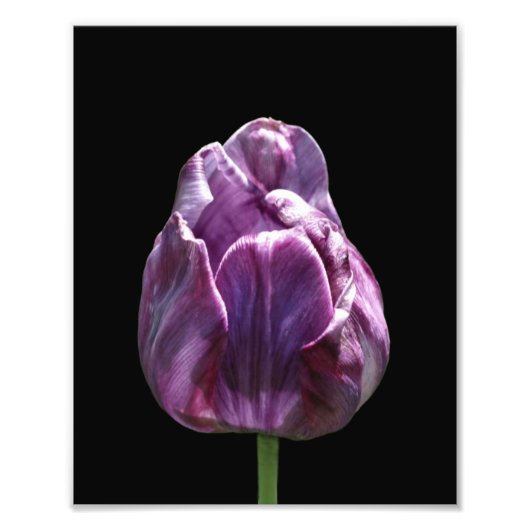 Impression Photo Fleur de tulipe violette 8x10 (Devant)