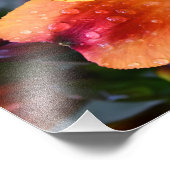 Impression Photo Fleur d'été indienne (Coin)