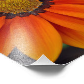 Impression Photo Fleur d'été Orange Gazania (Coin)