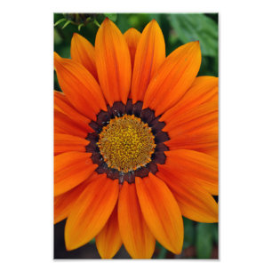 Impression Photo Fleur d'été Orange Gazania