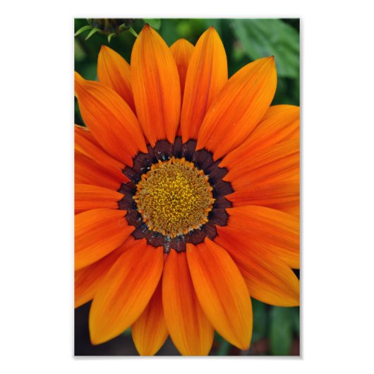 Impression Photo Fleur d'été Orange Gazania (Devant)