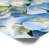 Impression Photo Fleur d'hortensia bleue et blanche (Coin)