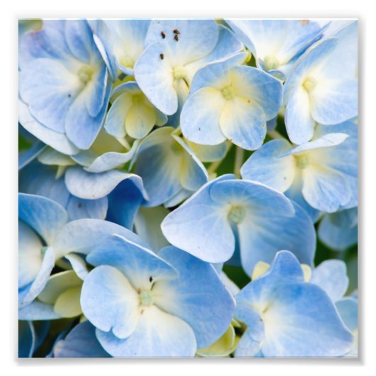 Impression Photo Fleur d'hortensia bleue et blanche (Devant)