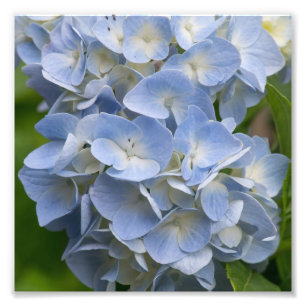 Impression Photo Fleur d'hortensia bleue et blanche