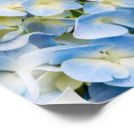 Impression Photo Fleur d'hydrangée bleue et blanche (Coin)