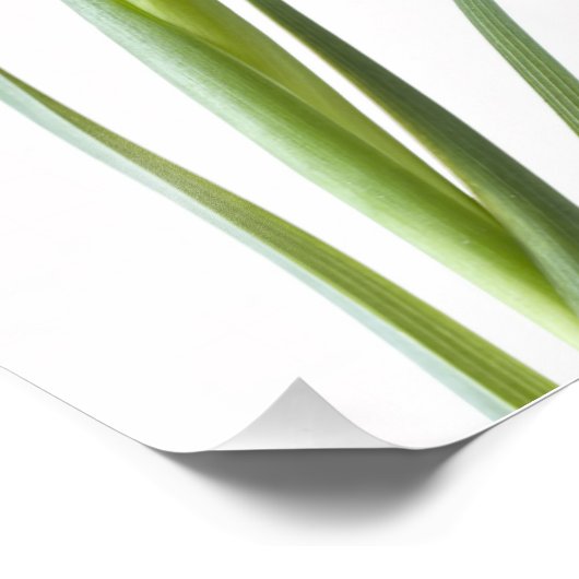 Impression Photo Fleur d'iris violet sur blanc (Coin)