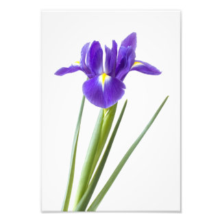 Impression Photo Fleur d'iris violet sur blanc