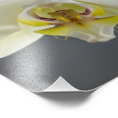 Impression Photo Fleur d'orchidée blanche (Coin)