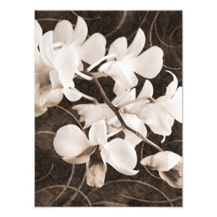Impression Photo Fleur d'orchidée blanche Sepia Black Arrière - pla