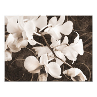 Impression Photo Fleur d'orchidée blanche Sepia Black Arrière - pla