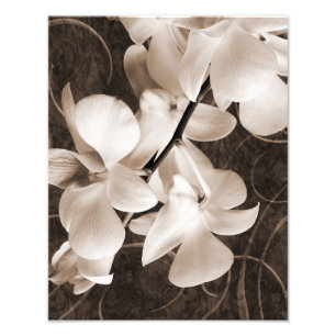 Impression Photo Fleur d'orchidée blanche Sepia Black Arrière - pla