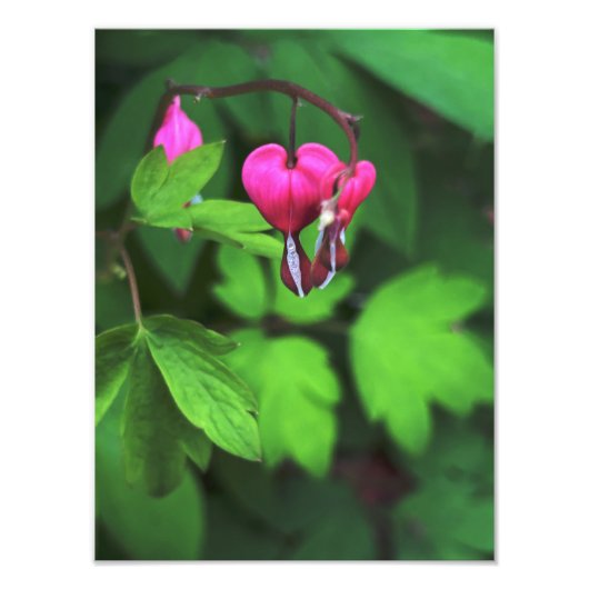 Impression Photo Fleur du coeur à sang foncé (Devant)