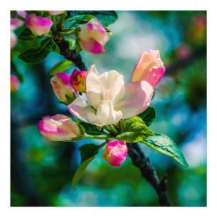 Impression Photo Fleur et bourgeons de pommier sauvage