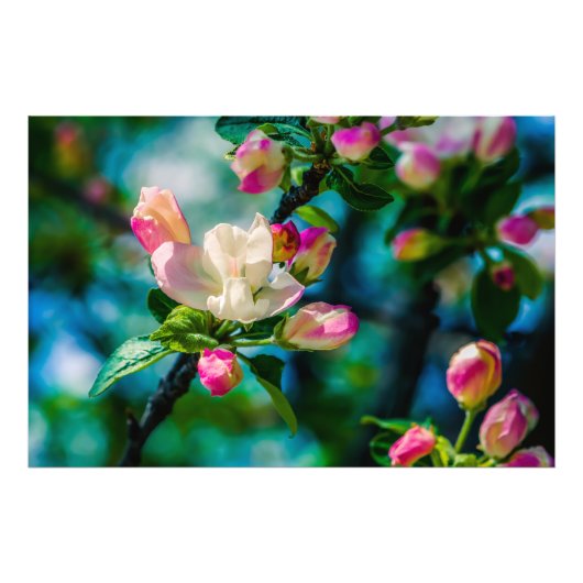 Impression Photo Fleur et bourgeons de pommier sauvage (Devant)