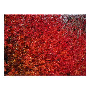 Impression Photo "Fleur et os"