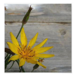 Impression Photo Fleur étoile jaune