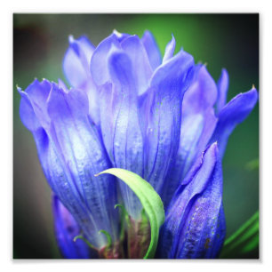 Impression Photo Fleur Gentienne Bleue 8x8