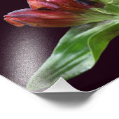 Impression Photo Fleur Gentienne Rouge En Fleur Gros De 8x10 (Coin)