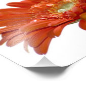 Impression Photo Fleur Gerbera Orange Daisy (Coin)
