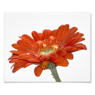 Impression Photo Fleur Gerbera Orange Daisy