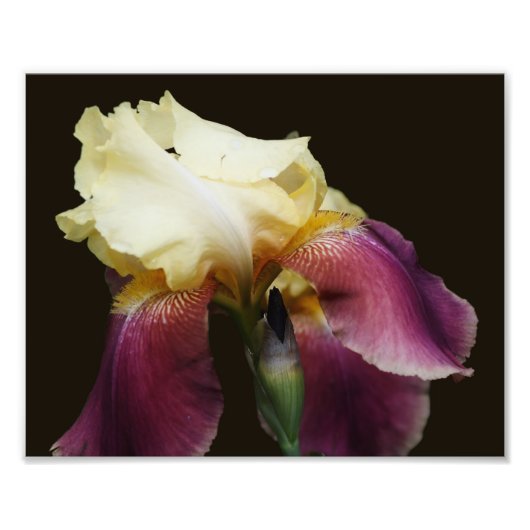 Impression Photo Fleur Iris Jaune 8x10 (Devant)