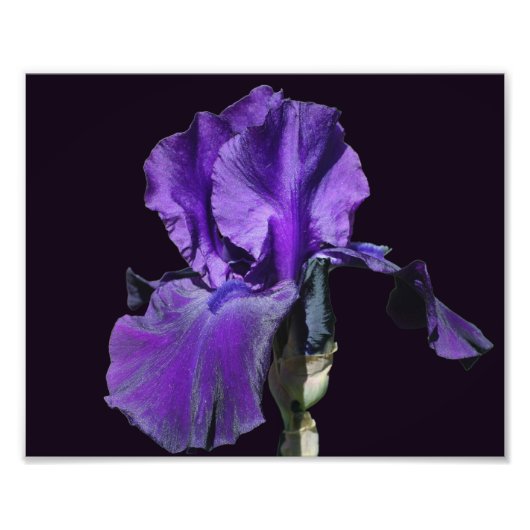 Impression Photo Fleur Iris veloutée violette Arrivée 8x10 (Devant)