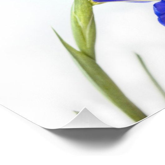 Impression Photo Fleur Iris Violet (Coin)