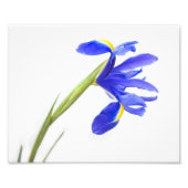 Impression Photo Fleur Iris Violet (Devant)